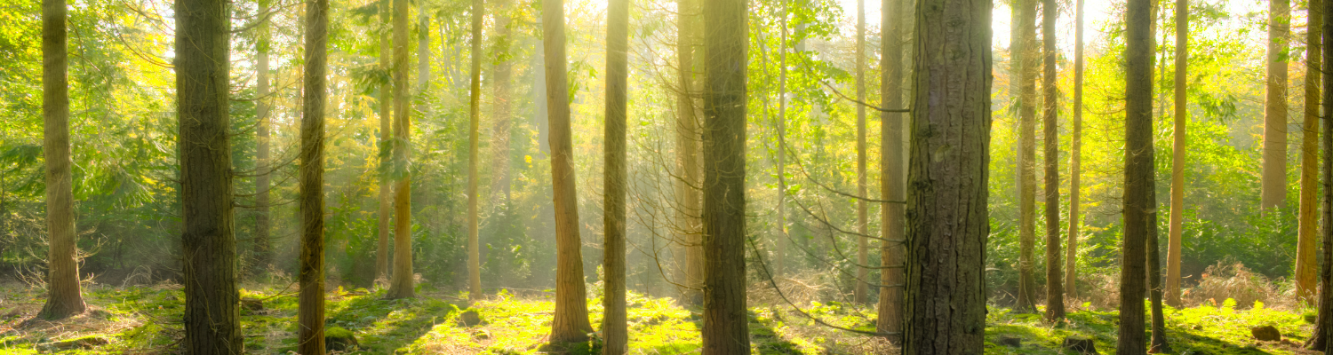 Trees and forests need to be restored for our envioronment's sustainability